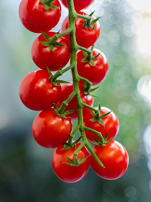 Picture Cherrytomaten